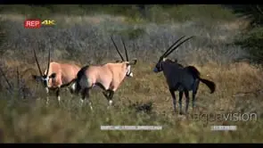A male gemsbok shows his dominance by nudging an intruder away