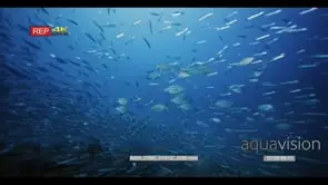 Wide shot of a large school of anchovy cloud the coral reef while bluefin jacks.