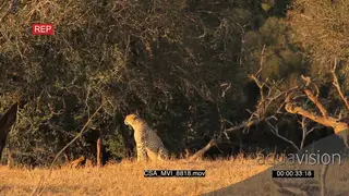 Cheetah sitting scouting around for prey hunting