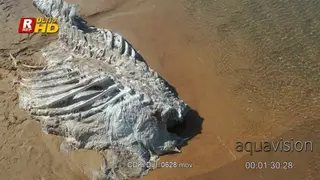 Aerial shot of a Whale carcass remains pushed by waves off the ocean.