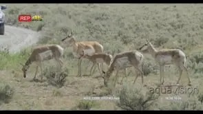 A herd of Pronghorns walking, standing and grazing WS PROFILE PAN