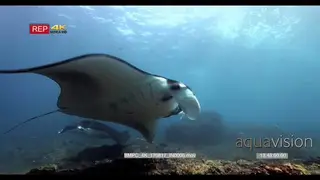 Manta ray swimming towards camera and float right above the camera CU