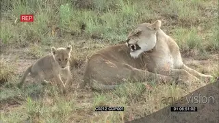 African Lioness mother sitting with cubs playing chasing one another running around the.