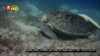 A Close Up shot of huge Green Sea Turtle eating grass with a Remora on it.