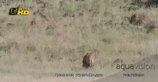 An extreme wide shot of a Tiger walking and looking around the bushveld.