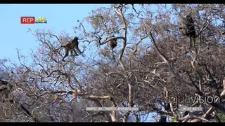 Baboons eating berries off the tree tops