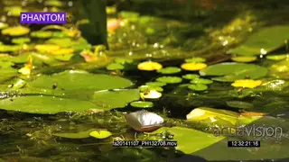Bees flying hovering over Waterlillies vegetation