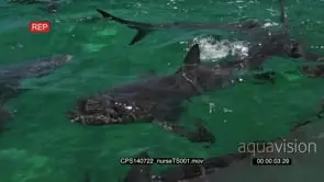 Nurse Sharks swimming in circles in ocean out of the blue HA MLS HAND SLOWMO
