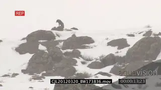 Gray Wolf standing on rock in prairie and looking around during snow fall XLS