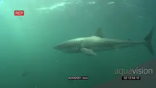 Great White Sharks gently swimming around underwater in GREEN ocean passing by camera PAN.