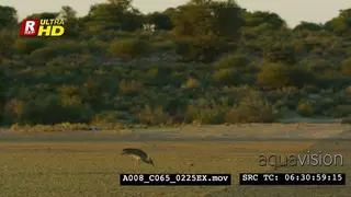 Kori bustard walking, feeding on insects and looking around the ground.