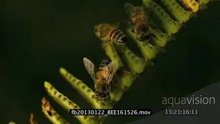 African honey bees sitting on a plant SLOW CU FOCUS PULL PHANTOM