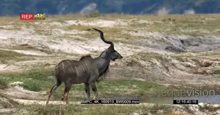 Two male greater kudus with their majestic horns walking on the grassland