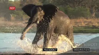 Young African elephant bull aggressively running across river splashing water Okavango.