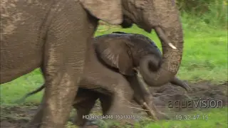 Baby Elephant gets stuck in mud and struggles, mother Elephant rescue MWS