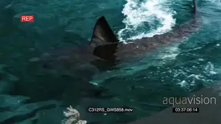 Great white shark hunting swimming past TOPSIDE