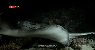 A night hunting giant reef stingray swims into frame from the side landing on the coral.