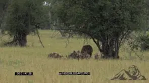 A Pack of Wild Dogs Hunting together with a Spotted Hyena GENERAL BEHAVIOUR