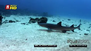 A reveal of two whitetip reef sharks resting on the ocean floor then swim away