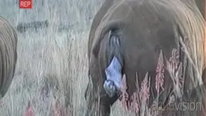Female southern white rhinoceros giving birth to infant
