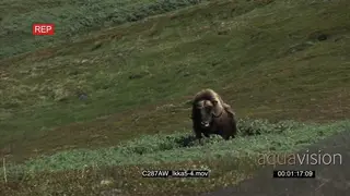 Musk Ox on Greenland tundra Green MWS