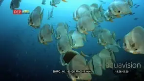A large school of longfin batfish (spadefish) platax teira and scissortailed fusilier.