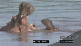 Hippo mother and calf social interaction in river MS