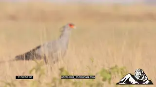Secretary bird walking GENERAL BEHAVIOUR PROFILE