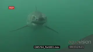 Great White Shark swimming towards camera underwater in ocean then passing by MLS CU HAND
