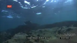 Adult Sea Otter failing to hunt and swims away from the frame, UW;DAY.