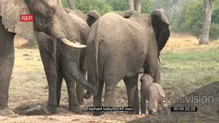 A herd of elephants standing and the elephant calf playing around MWS