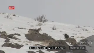 Elk Antelope and Gray Wolf on snowy prairie displaying hunting behaviour WS PAN