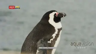 African penguin sitting looking into the ocean and around