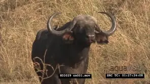 Cape Buffalo CU of eye and PROFILE MS, CU on hooves running