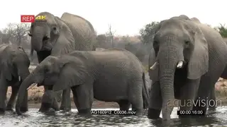 African Elephant herd with calves drinking in a lake