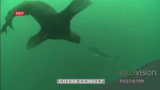 Cape fur seal swimming around Blue shark in green murky water