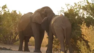 Desert Elephantsfighting in golden light