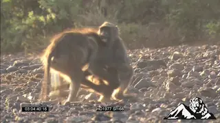 Chacma Baboons fighting, running around, chase each other, impalas graze