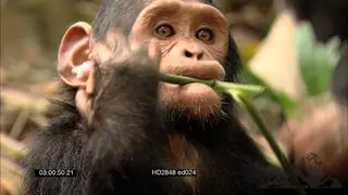 Chimpanzee standing in bushes looking around then walking away.