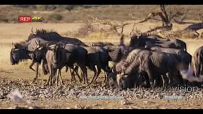 wide shot of a herd of wildebeest connochaetes walking in the mud of the water and.