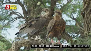 Two Bateleur eagles sitting on a tree branch, looking around and preening.