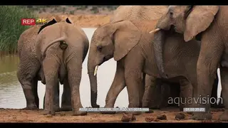 Elephant herd at waterhole.