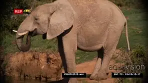 African Elephant Bull Drinking Water MS