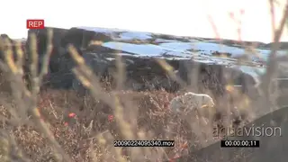 Tranquillised Polar bear scouting around laying down seen through bushes boulders in BG
