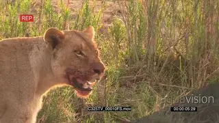 African Lioness laying down after Feeding on Kill BLOODY CU