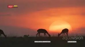 Impala herd grazing and walking at sunset