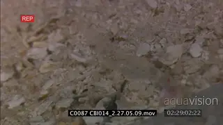 Lachner's Tonguesole camouflaged in sand, shrimp standing on seabed