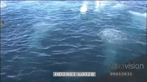 Sardine Run Cape Gannets diving into water resurfacing from underwater HAND HELD