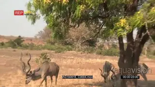 Greater kudu male using his horns to shake flowers from the tree to fall on the ground.