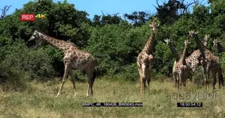A Herd of Giraffes walking and feeding on tree leaves With a Dazzle on Zebras grazing on.